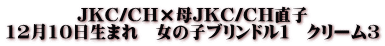 JKC/CH×母JKC/CH直子 12月10日生まれ　女の子ブリンドル１　クリーム３