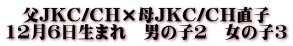 父JKC/CH×母JKC/CH直子 12月6日生まれ　男の子２　女の子３